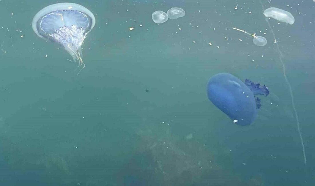 Bursa’nın Gemlik Körfezi’nde balıkçıların korkulu rüyası olan denizanaları bir gecede