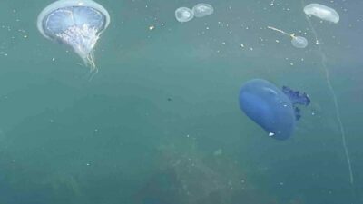 Bursa’nın Gemlik Körfezi’nde balıkçıların korkulu rüyası olan denizanaları bir gecede