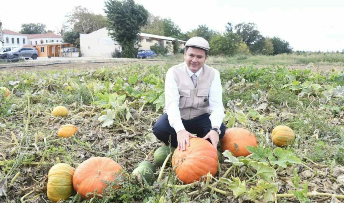 Osmangazi Belediyesi ata tohumlarını geleceğe taşıyor Osmangazi Belediyesi iştiraki olan Gazi Tarım A.Ş’nin tarım ilacı kullanmadan
