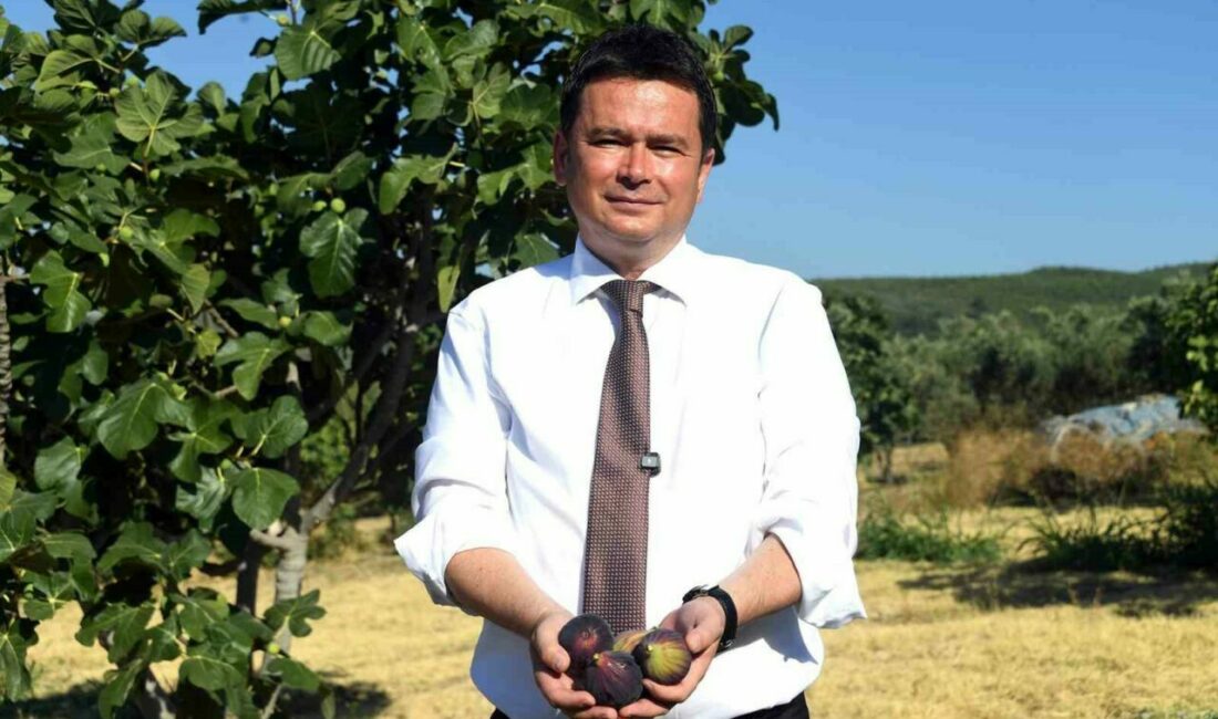 Osmangazi’den dünyaya açılan lezzet “Bursa siyah inciri” Bursa’yı dünya incir üretiminde zirveye taşıyan siyah incir, Osmangazi’de coşkulu