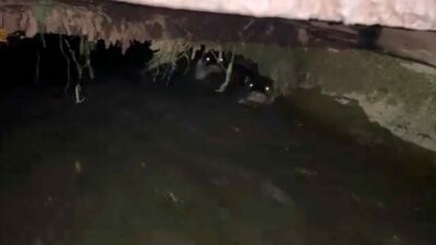 Bursa’nın İnegöl ilçesinde sulama kanalında görülen su samurları vatandaşların ilgisini