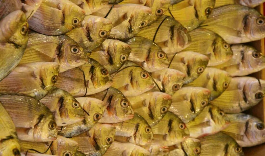 Su Ürünleri Derneği Yönetim Kurulu Başkanı Şükrü Yıldırım, Türkiye’de en güvenilir protein