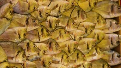 Su Ürünleri Derneği Yönetim Kurulu Başkanı Şükrü Yıldırım, Türkiye’de en güvenilir protein