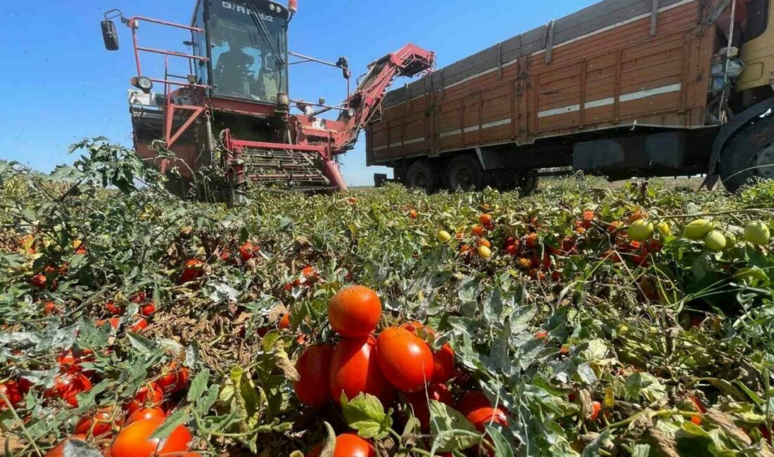 Tarımda plansızlık, üreticiyi zora sokuyor Bursa’nın Karacabey ilçesindeki çiftçiler geçen yıl domatesten kazanamayınca farklı ürünlere