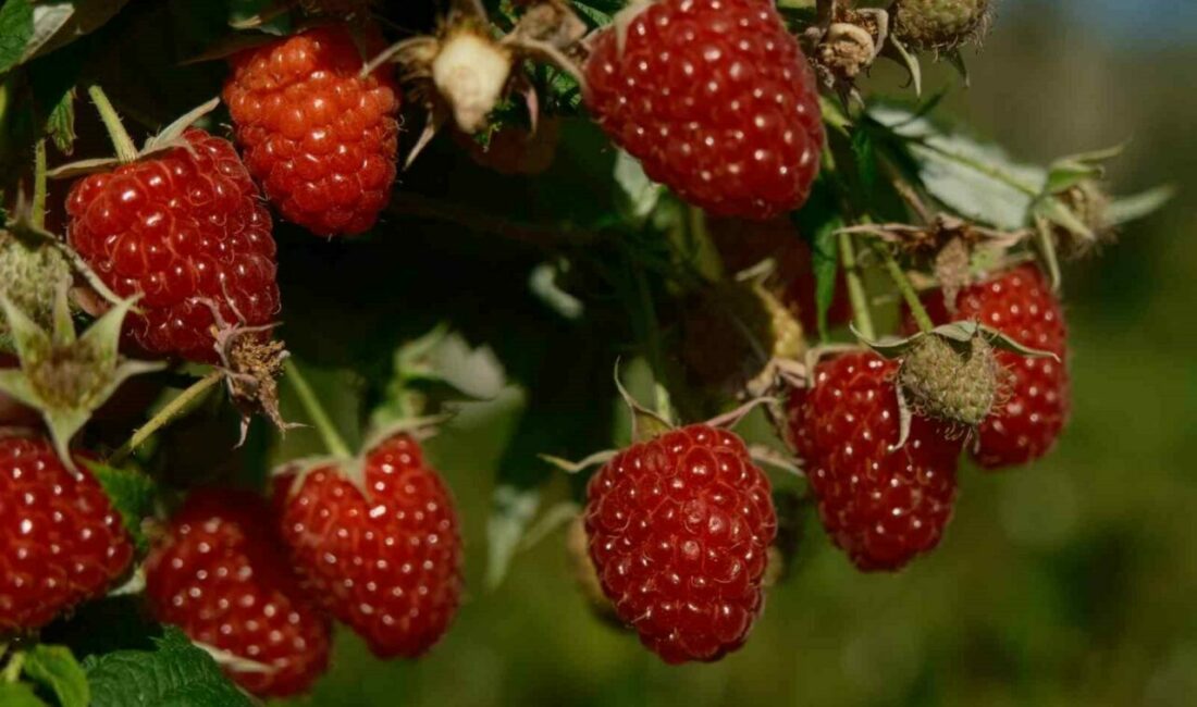 Bursa’nın dağ ilçelerinden olan Orhaneli’de yaklaşık 15 yıl önce bazı