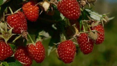 Bursa’nın dağ ilçelerinden olan Orhaneli’de yaklaşık 15 yıl önce bazı