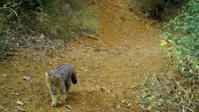 Uludağ’ın yeşil orman ağaçlarının arasında gezinerek avlanan yaban kedisi, fotokapana