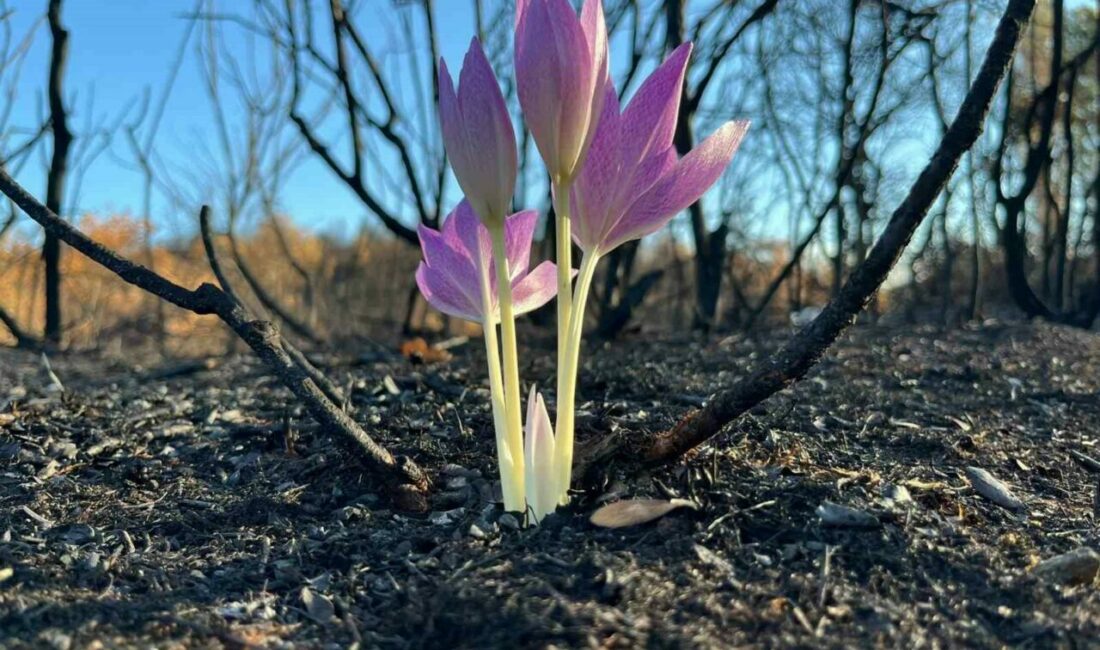 Yanan ormanda açan çiçek gönülleri ısıttı Bursa’nın Yenişehir ilçesine bağlı Marmaracık köyü’nde çıkan yangın sonrası ormanda