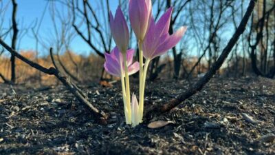 Bursa’nın Yenişehir ilçesine bağlı Marmaracık köyü’nde çıkan yangın sonrası ormanda