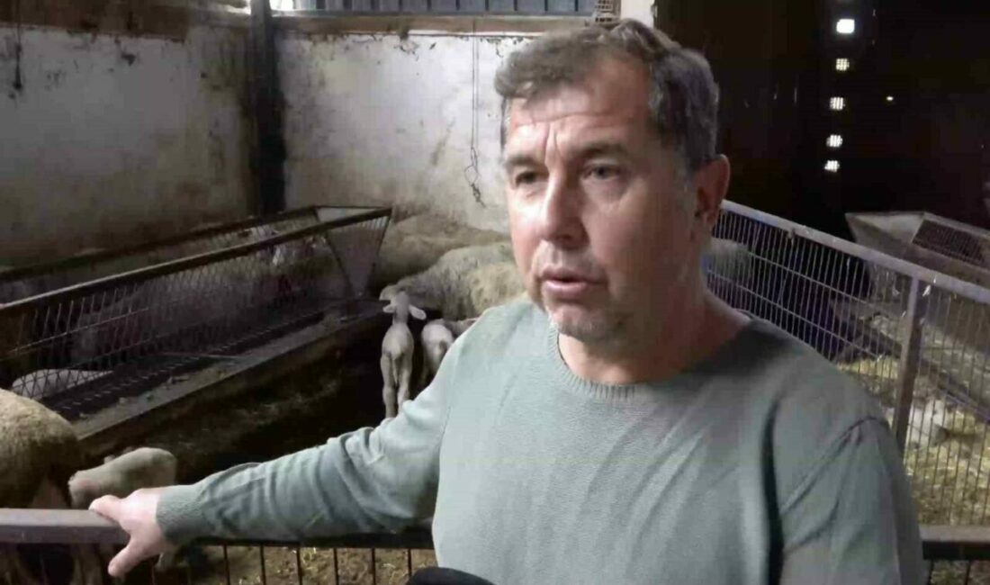 Bursa’nın Yenişehir ilçesinde şap hastalığı nedeniyle annesi ve kardeşleri ölen kuzunun