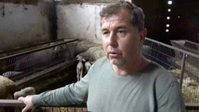 Bursa’nın Yenişehir ilçesinde şap hastalığı nedeniyle annesi ve kardeşleri ölen kuzunun