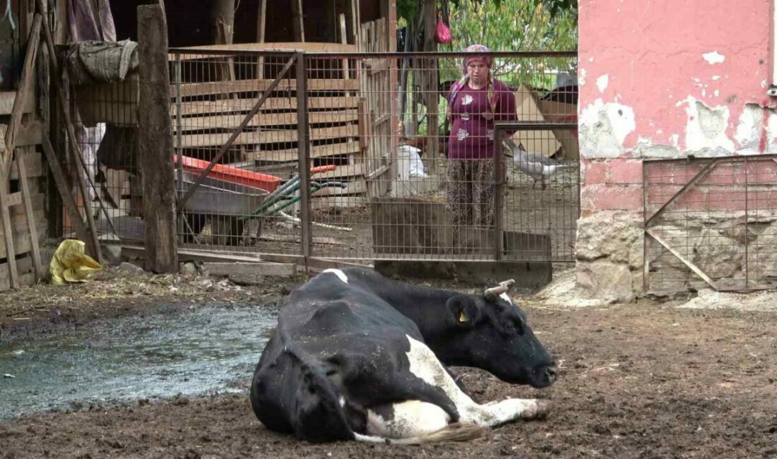 Besiciler şapın yol açtığı zararların karşılanmasını istedi Bursa Damızlık Koyun Keçi Yetiştiricileri Birliği Başkanı Yıldırım Oran, gigortalı