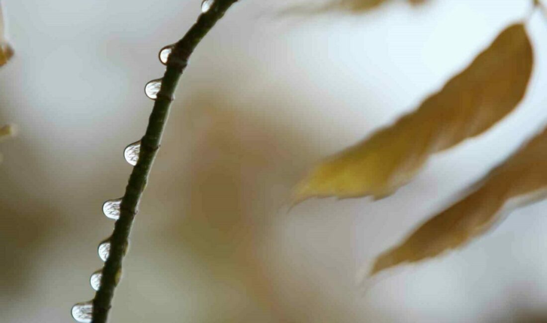 Bursa’da barajları besleyen havzaya, tarımsal üretimin önde geldiği ilçelere, ormanlara
