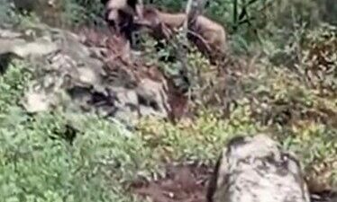 Bursa’nın Orhaneli ilçesinde bir kepçe operatörü, ormanda gördüğü ayıyı cep