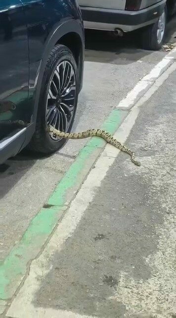 Bursa’nın Osmangazi ilçesinde park halindeki bir otomobilin jantından yaklaşık 1