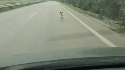 Bursa’da yağmur altında koşan bir köpek, çevredekilerin dikkatini çekti. İddialara