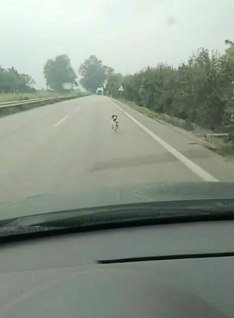 Bursa’da yağmur altında koşan bir köpek, çevredekilerin dikkatini çekti. İddialara