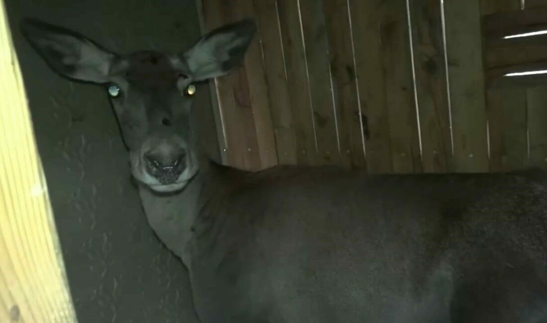 Bursa’daki 3 kızıl geyik, doğal yaşam alanına kavuştu Bursa Uludağ Üniversitesi Geyik Üretim Sahası’nda yetiştirilen 3 dişi kızıl