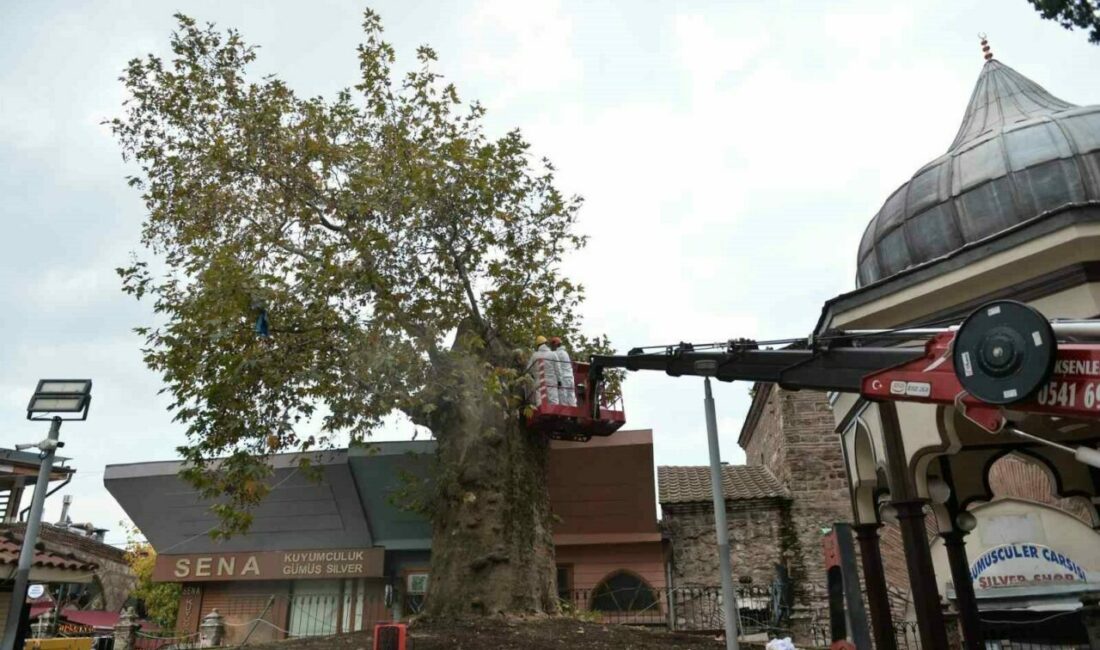 Bursa’nın asırlık çınarı koruma altına alındı Bursa Ulu Cami’nin avlusunda yer alan ve henüz bilinmeyen bir