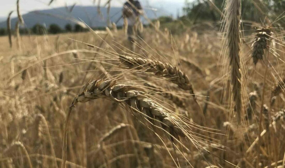 Uluslararası Hububat Konseyi (IGC), dünya hububat arzında tüm zamanların en