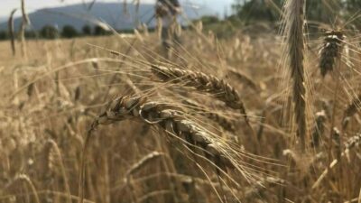 Uluslararası Hububat Konseyi (IGC), dünya hububat arzında tüm zamanların en