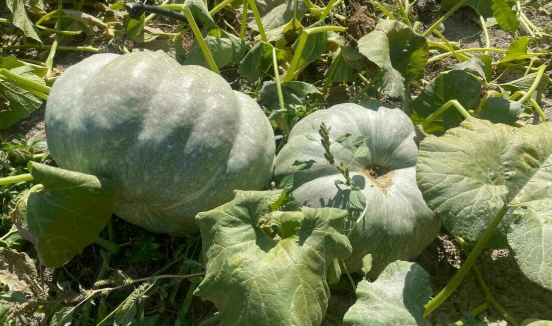 Hayvan gübresiyle 40 kilograma ulaşan kabaklarını taşımakta zorlandı Bahçesindeki kabakları hasat ederken ikisinin 40 kilograma ulaştığını gören çiftçi,