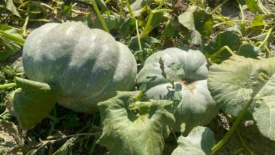Bahçesindeki kabakları hasat ederken ikisinin 40 kilograma ulaştığını gören çiftçi,