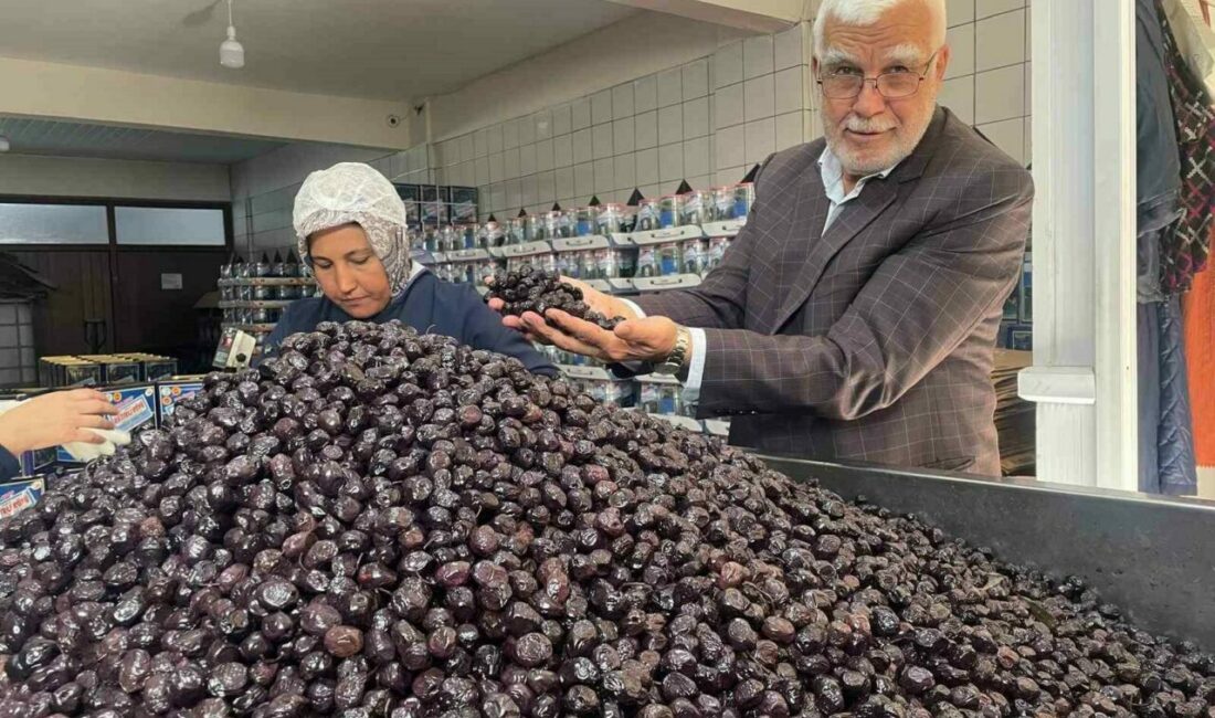 Her 6 sofralık zeytinden birini Bursa ve Balıkesir üretecek Türkiye’de 2025-2026 sezonunda tahmin edilen 740 bin ton sofralık zeytin