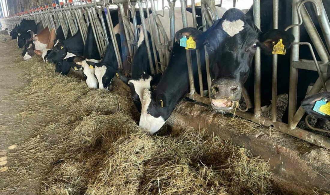 Tüm Süt, Et ve Damızlık Sığır Yetiştiricileri Derneği (TÜSEDAD) Başkanı Müslüm