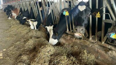 Tüm Süt, Et ve Damızlık Sığır Yetiştiricileri Derneği (TÜSEDAD) Başkanı Müslüm