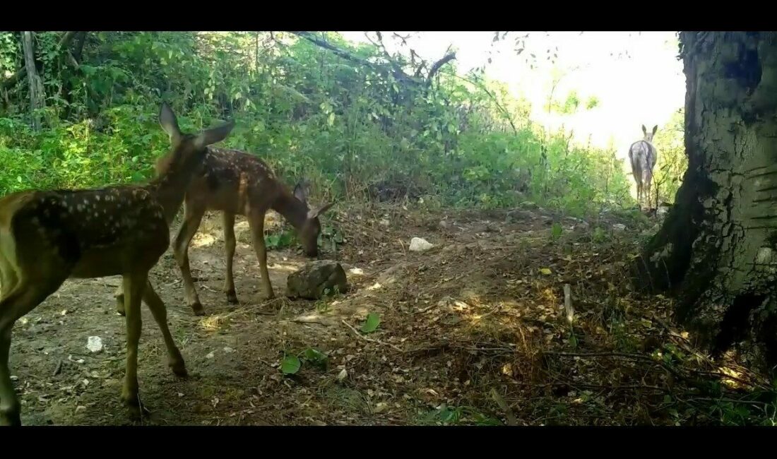 Uludağ’ın zirvesinde fotokapana takılan kızıl geyik yavruları, annelerinin peşinden minik