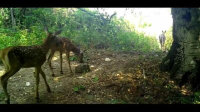 Uludağ’ın zirvesinde fotokapana takılan kızıl geyik yavruları, annelerinin peşinden minik