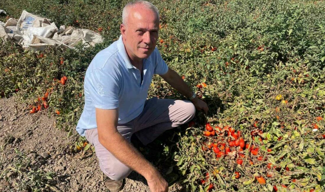 Londra’da kazandıklarıyla memleketine toprak yatırımı yaptı Bursa’nın Karacabey ilçesinden genç yaşlarında yabancı dil öğrenmek için gittiği
