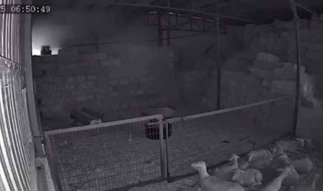 Bursa’nın Mudanya ilçesinde bir ahır ve samanlıkta çıkan yangında yüzlerce