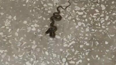 Bursa’nın Karacabey ilçesinde bir okulda yaşanan ilginç olay, öğrenciler arasında