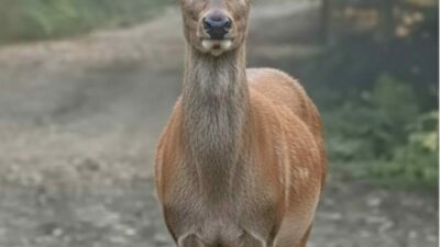 Yaban hayatının sessiz tanıkları arasında yer alan fotokapanlar, doğanın inanılmaz