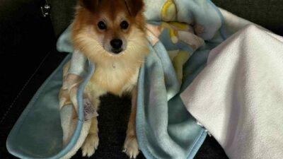 Bursa’da bir aile, 24 Temmuz’da kaybolan Pablo adındaki köpeği bulana