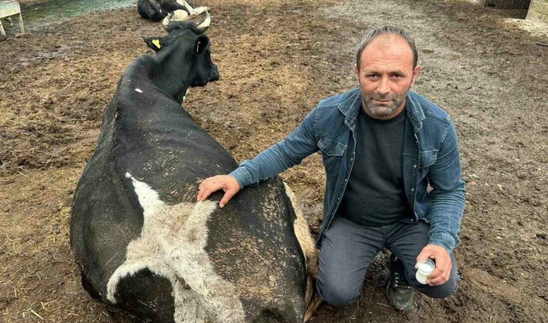 Şap vurdu: 35 litre süt veren sığırdan bir çay bardağı süt almaya başladı Bursa’nın Yenişehir ilçesinde şap hastalığı yüzünden mağdur olan besicilerden İbrahim