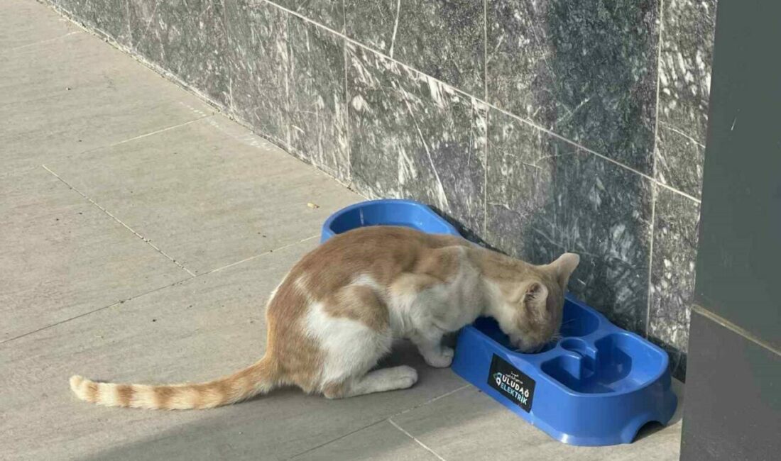 “Sevgimiz, Enerjimiz Sizinle” Projesi sokak hayvanlarına umut oldu Uludağ Elektrik, sokak hayvanlarının hayat şartlarını iyileştirmeye yönelik yürüttüğü “Sevgimiz,