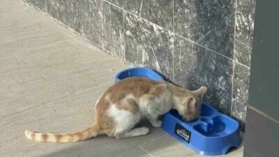 Uludağ Elektrik, sokak hayvanlarının hayat şartlarını iyileştirmeye yönelik yürüttüğü “Sevgimiz,