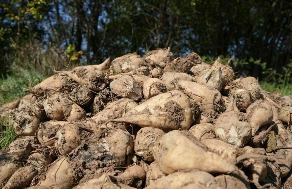 Tarım ve Orman Bakanlığı Şeker Dairesi Başkanı Mümtaz Sinan, pancarda kuraklığa