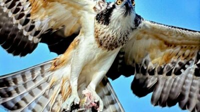 Türkiye’de geçmiş yıllarda üreme kaydı olan ancak günden güne azalan