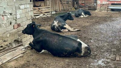 Bursa’nın Yenişehir ilçesinde süt sığırcılığı yapan Mustafa Arslan, 8 buzağısını