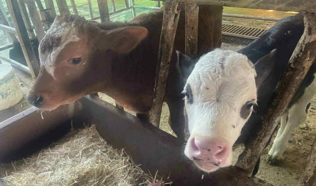 ABD Tarım Bakanlığı (USDA), dünyanın en büyük ikinci canlı hayvan ithalatçısı