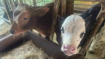 ABD Tarım Bakanlığı (USDA), dünyanın en büyük ikinci canlı hayvan ithalatçısı