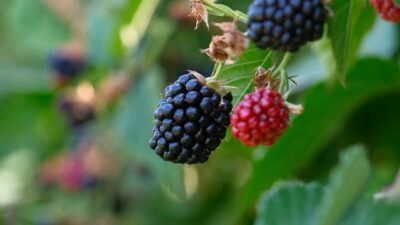 Bursa Büyükşehir Belediyesinin kırsal kalkınmayı desteklemek amacıyla başlattığı fide ve fidan