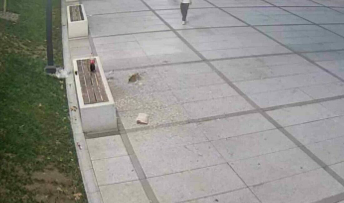 Çekirdek keyfi pahalıya patladı İnegöl Belediyesi, kamusal alanda çekirdek yiyerek çöplerini yere atan kişileri