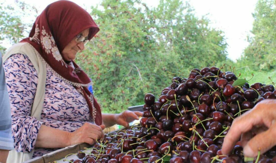 Dondurulmuş kirazda da dünya lideriyiz Dondurulmuş gıdada büyük bir potansiyele sahip Türkiye, yurt dışında birçok