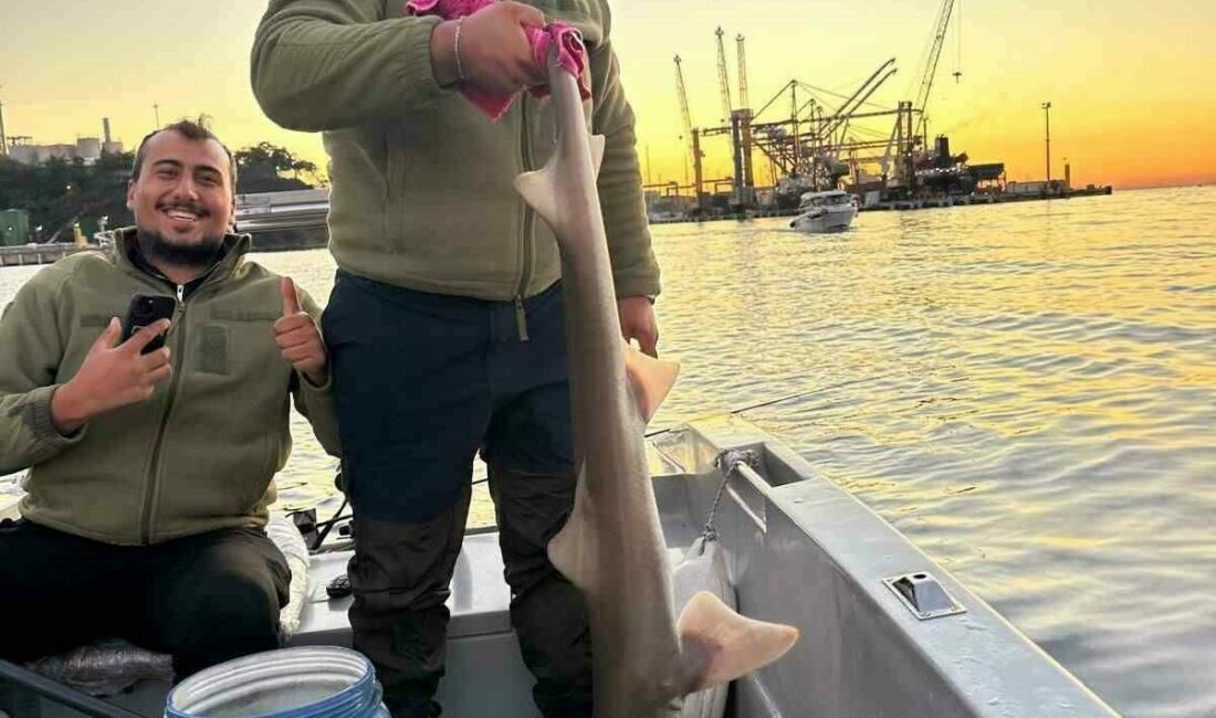Gemlik Körfezi’nde balıkçıların oltasına köpek balığı takıldı Bursa’nın Gemlik ilçesi açıklarında balık tutan balıkçıların oltasına yaklaşık 140