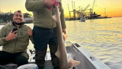 Bursa’nın Gemlik ilçesi açıklarında balık tutan balıkçıların oltasına yaklaşık 140